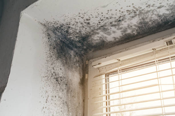 Affordable Black Mold Remediation solutions in Mount Laurel, NJ
